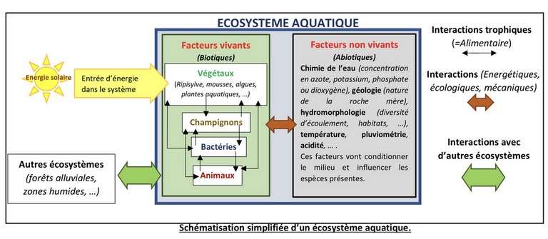 ecosystéme aquatique