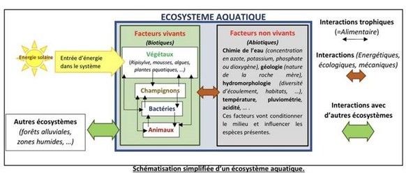 ecosystème aquatique
